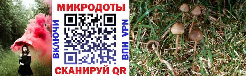 как найти закладки  Новоульяновск  Галлюциногенные грибы Psilocybe 